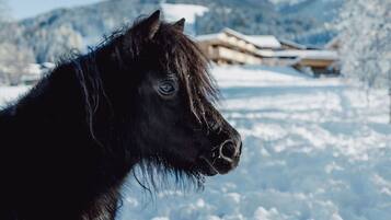 A black horse in a snowy landscape with a wooden structure in the background.