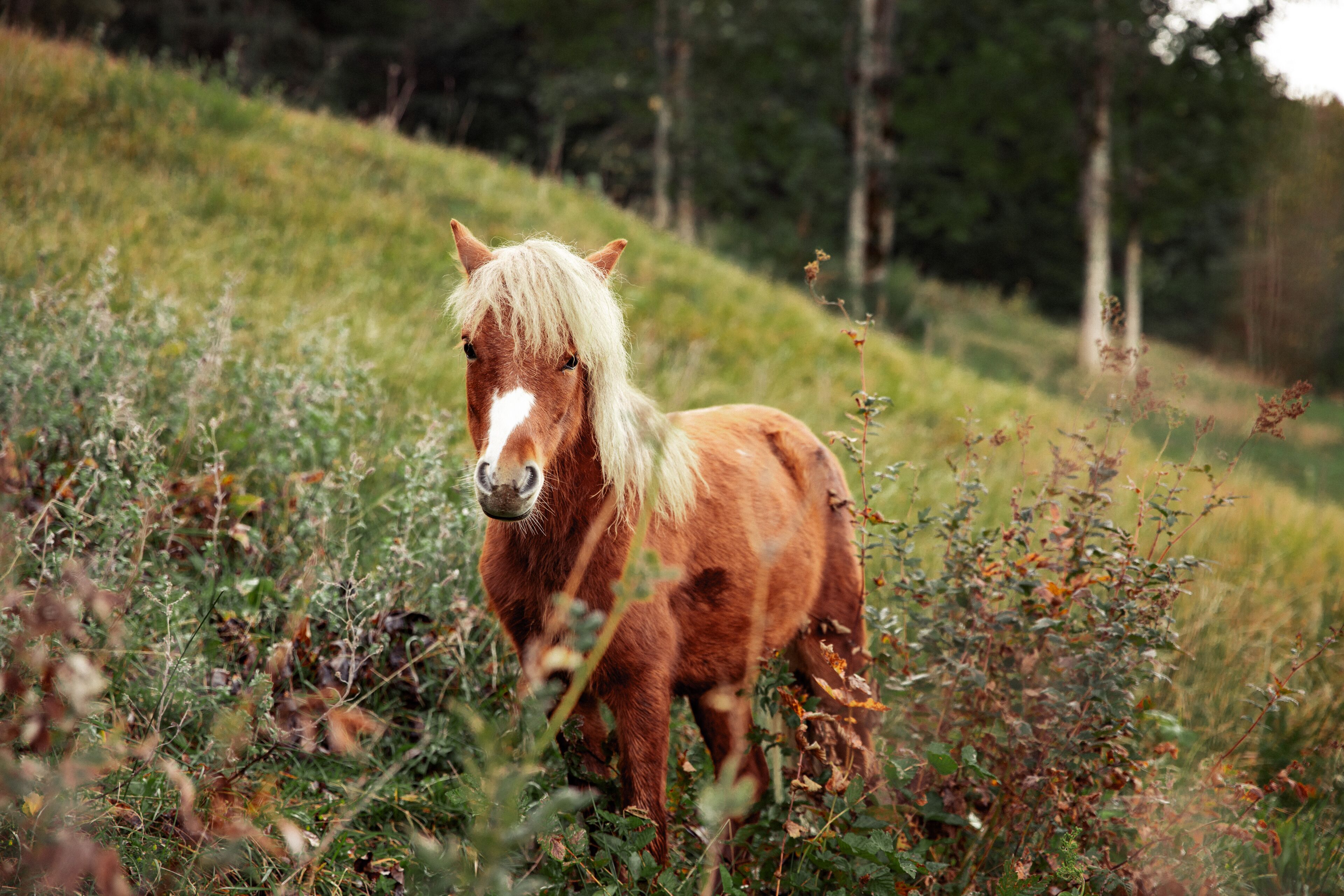 Ein Pferd auf einer Wiese, im Hintergrund Bäume.