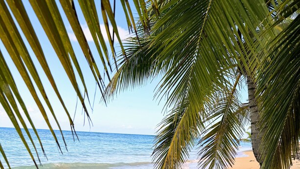 A beach with clear water, a palm tree, and a sandy shore.