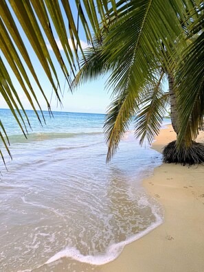 Una playa con agua cristalina, una palmera y una orilla arenosa.