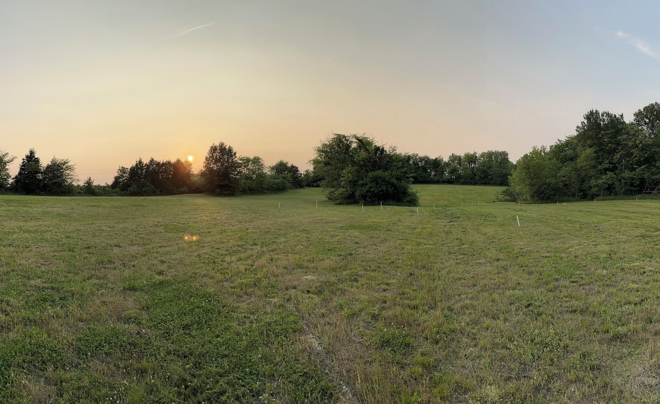 A grassy field with trees and a fence in the background.