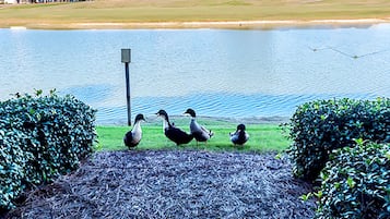 Huoneisto, 1 suuri parisänky ja vuodesohva (Seascape Lakefront Villas 121- Uncork) | Ulkoalueet