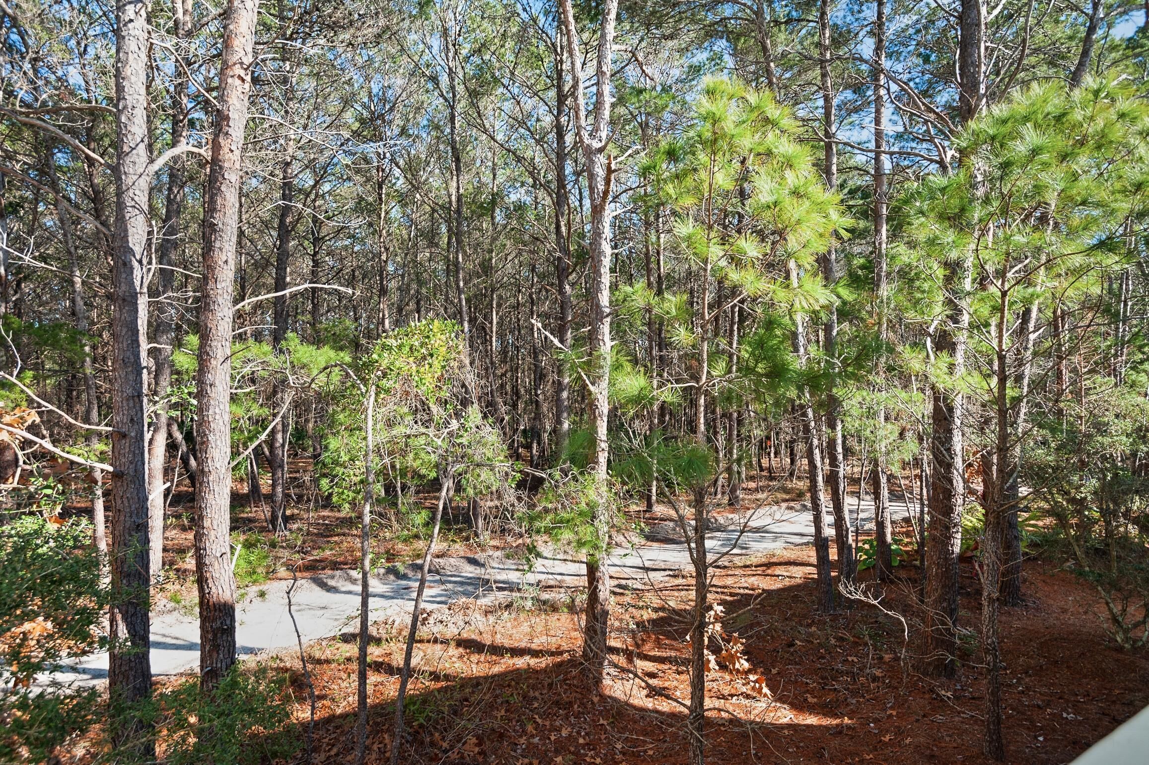 Une zone boisée avec un sentier de terre et des arbres.