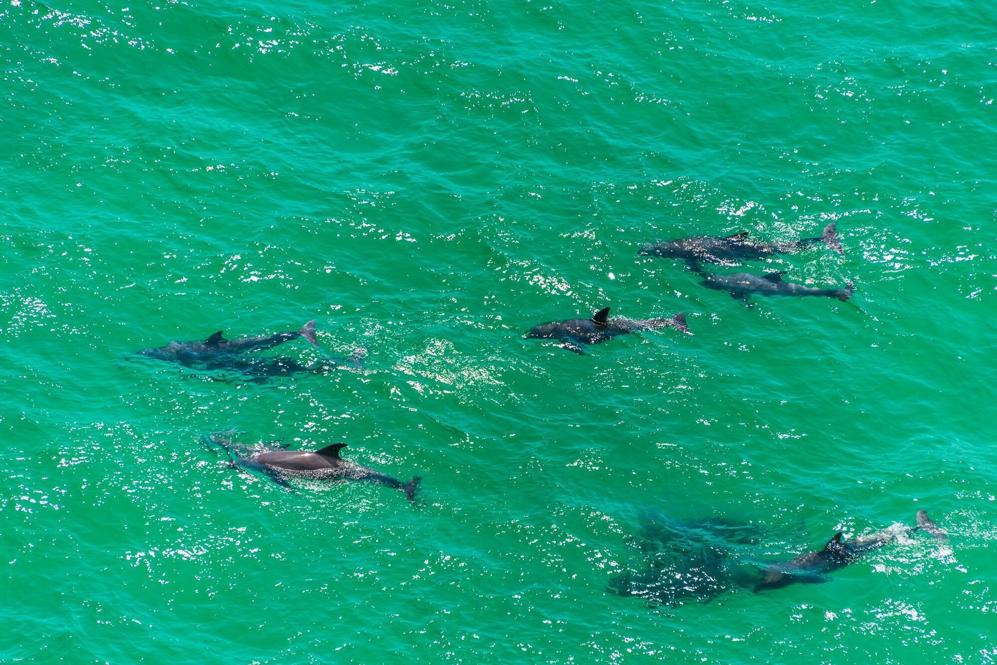 Un groupe de dauphins nageant dans une eau turquoise et cristalline.