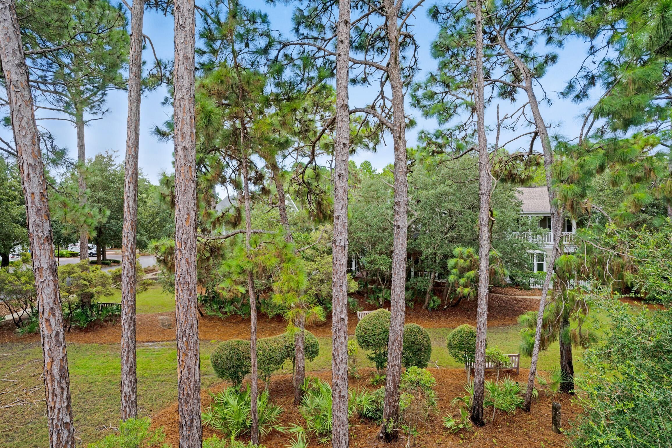A residential area with tall pine trees, a well-maintained lawn, and a house with a white porch.