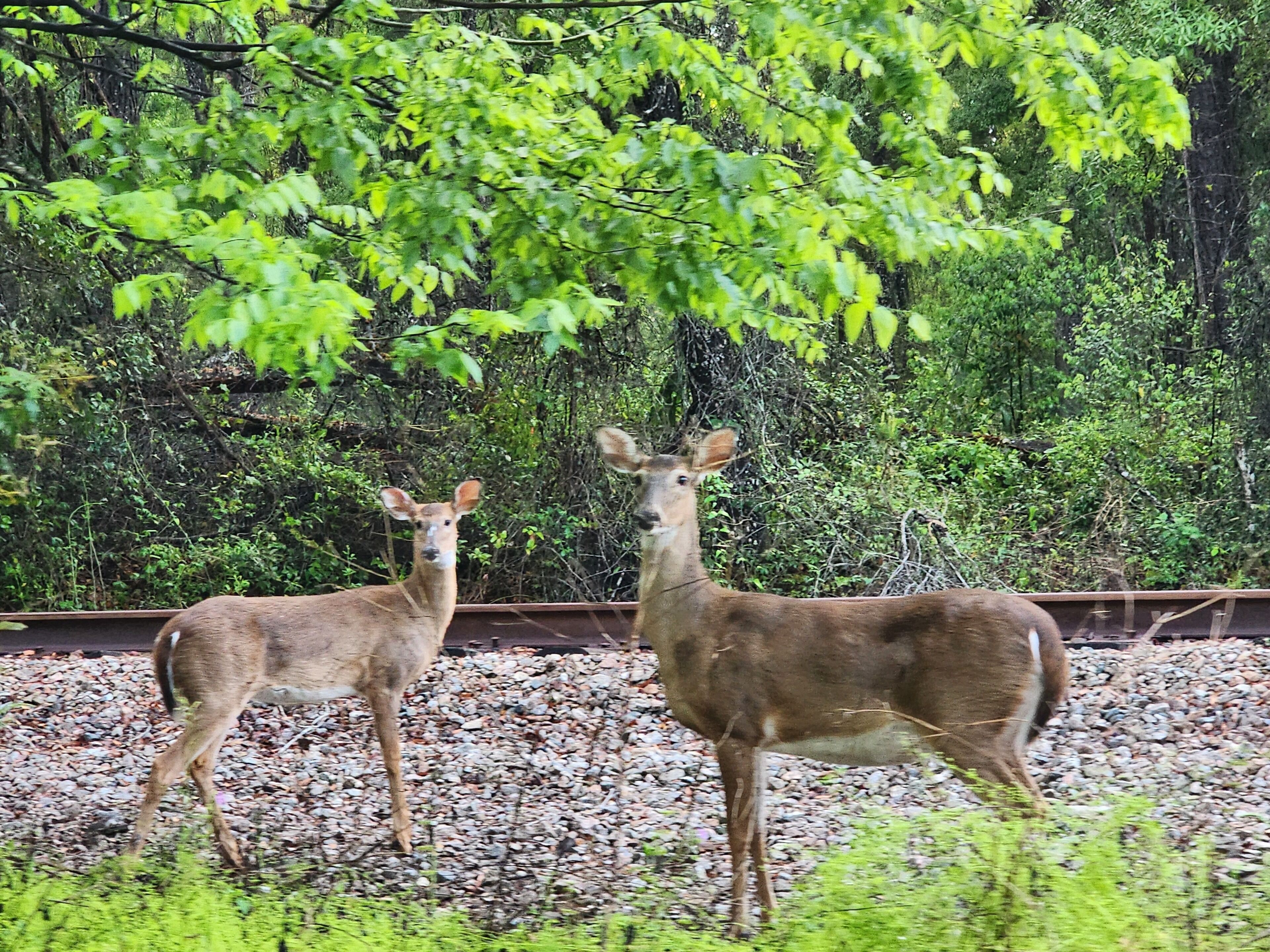Two deer standing on a gravel path with a dense forest in the background.