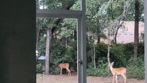 Blick durch eine Glastür auf einen grasbewachsenen Hof mit zwei Hirschen, Bäumen und einem Haus im Hintergrund.
