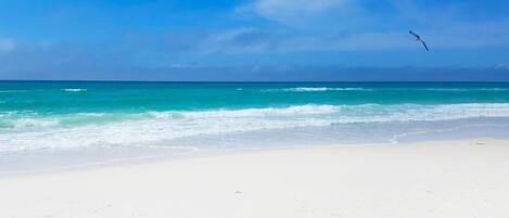 Studio, 2 Queen Beds (Top of the Gulf 822) | Beach | On the beach