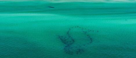 House, Multiple Beds (Paradise Pete's) | Beach