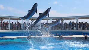 Dolphins performing in a pool with spectators in the background.