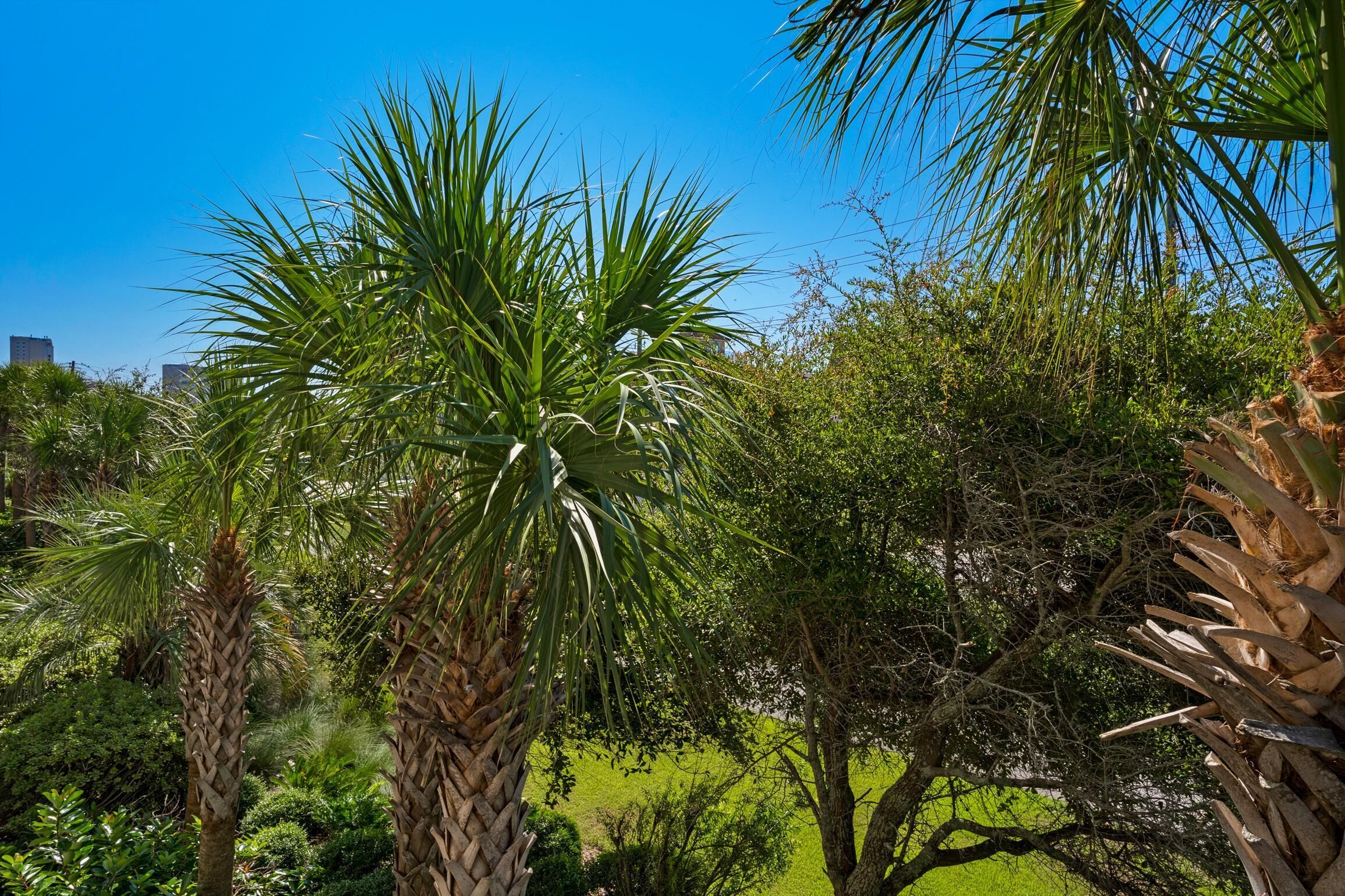 A lush garden with palm trees and dense foliage.