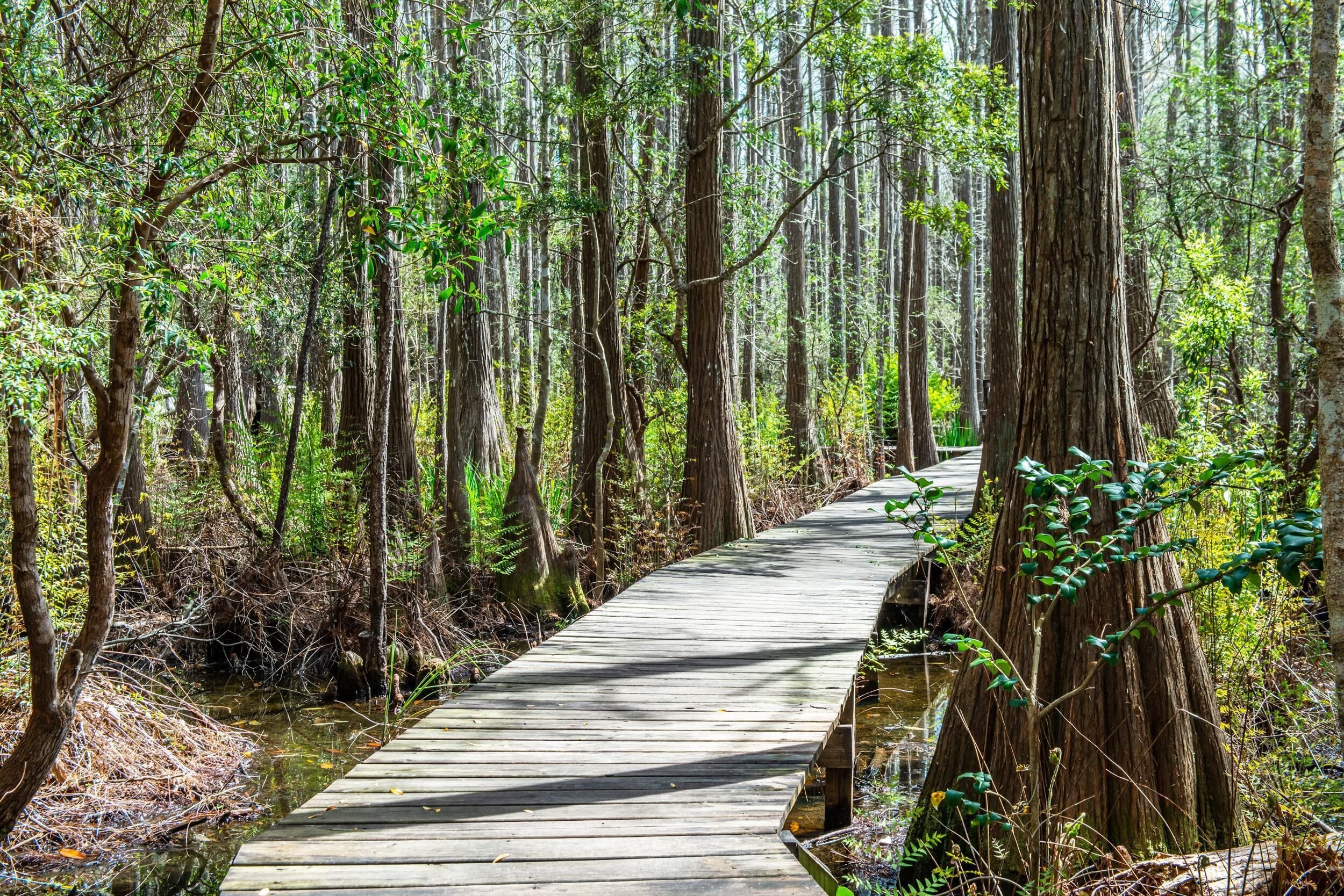 A wooden boardwalk through a dense forest with tall trees and a small stream.