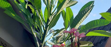 Una planta con hojas verdes grandes y flores rosadas, ubicada cerca de un edificio con techo de metal corrugado.