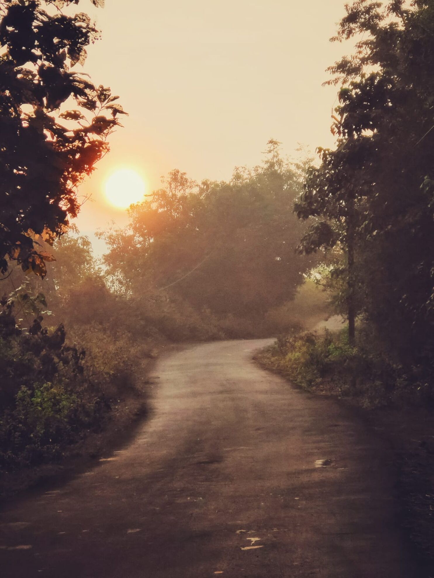 A narrow, unpaved road flanked by dense foliage, leading towards a setting sun.