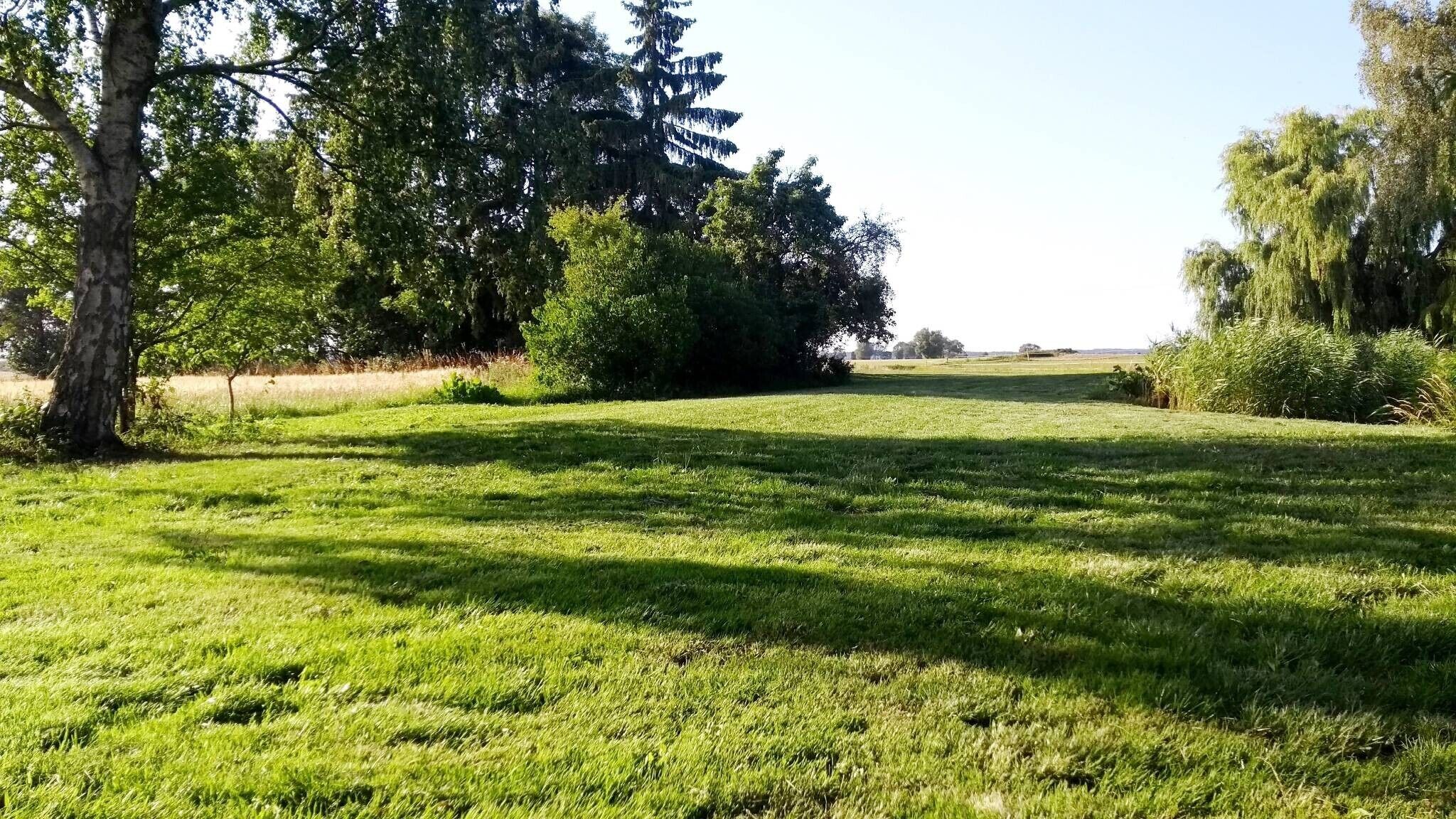 Een begroeiend veld met bomen en een heldere lucht.