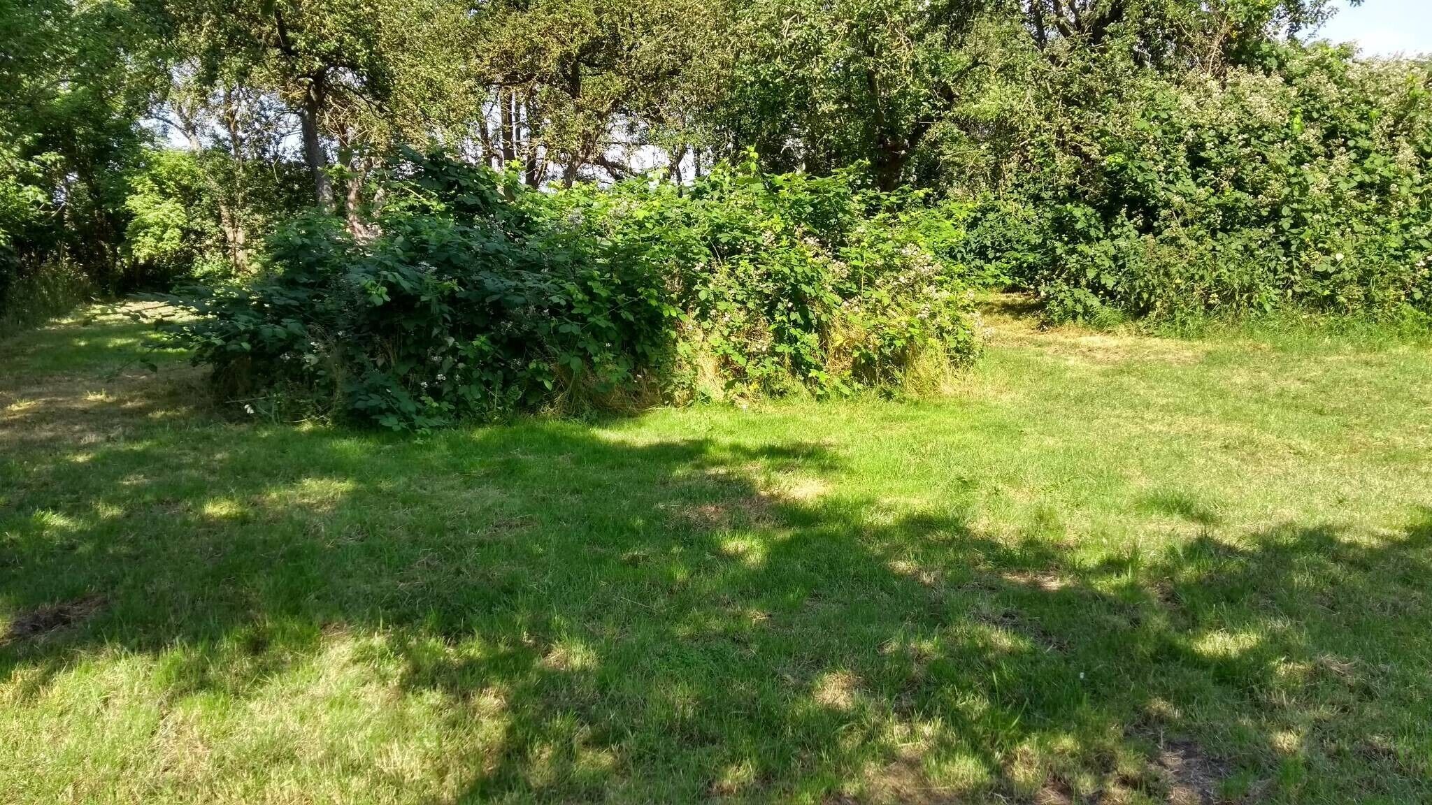 Eine grasbewachsene Fläche mit dichtem Strauchwerk und Bäumen im Hintergrund.