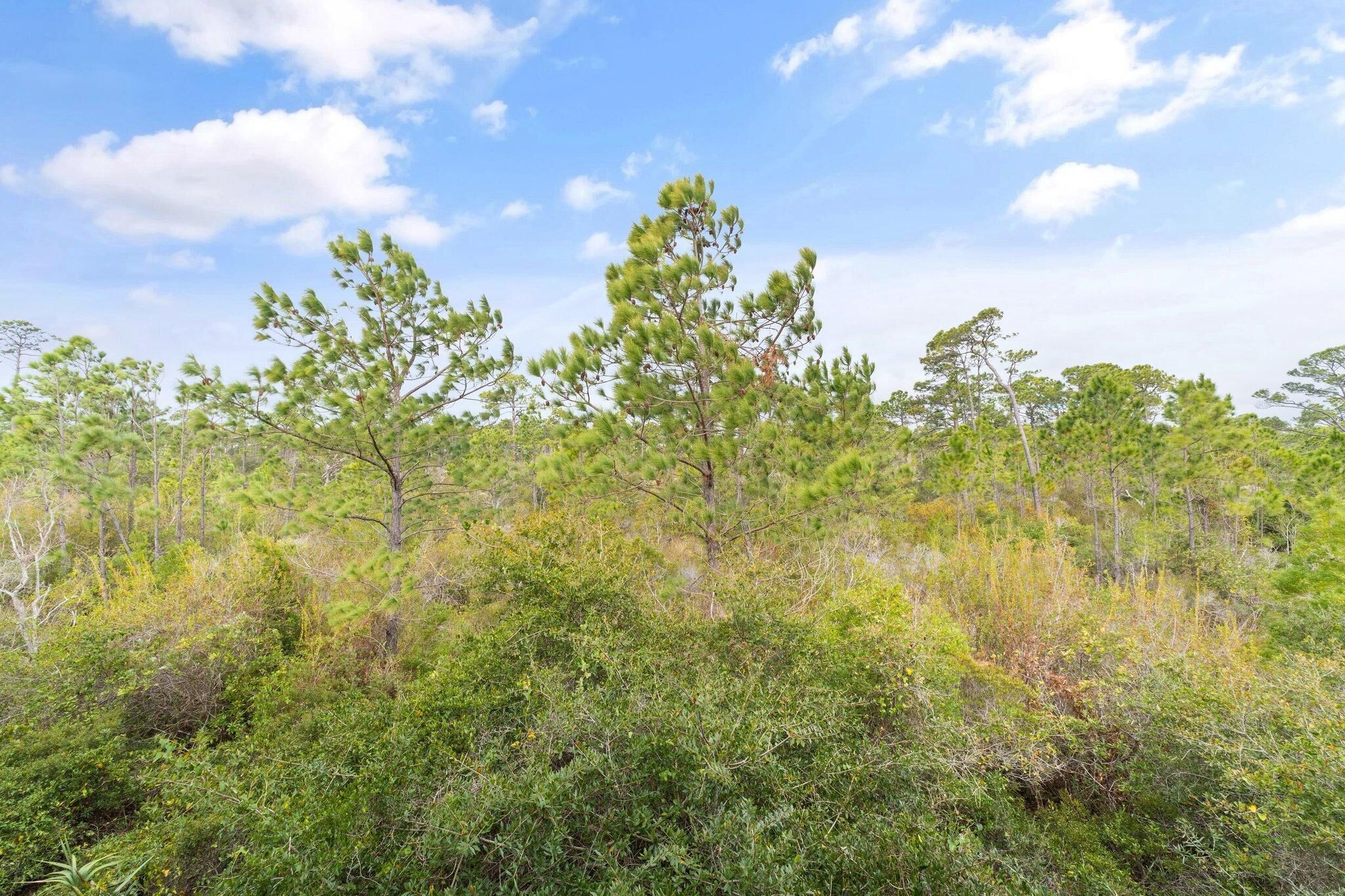 A natural landscape with a variety of trees and shrubs under a clear sky.
