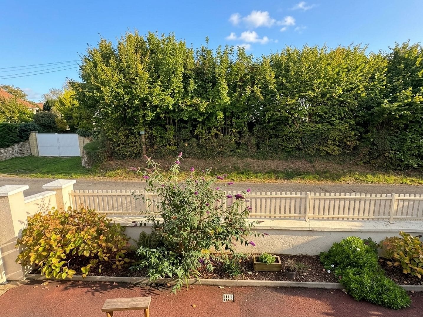 A garden with various plants and a wooden bench.