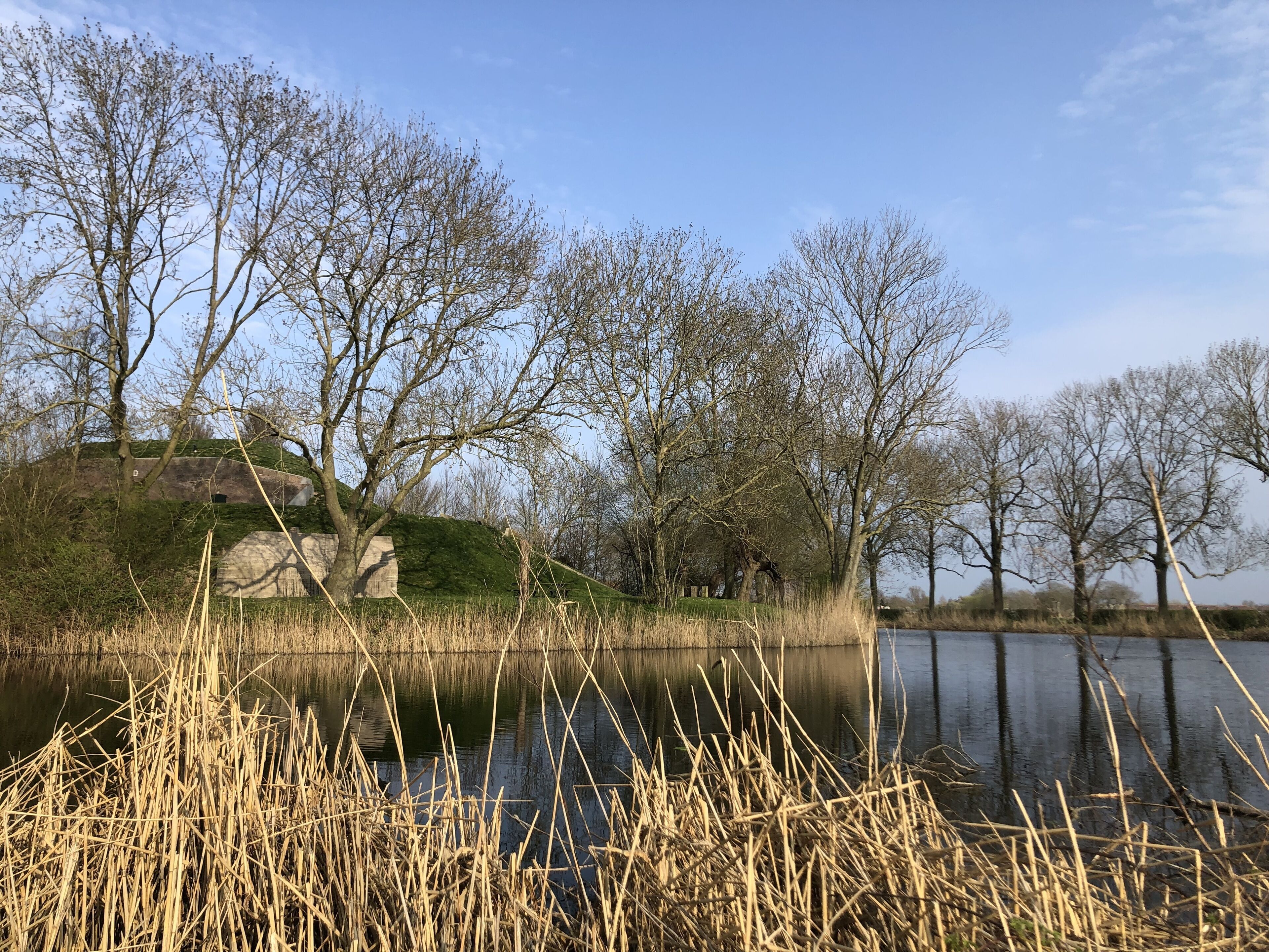 A tranquil lakeside scene with trees, a grassy hill, and reeds.