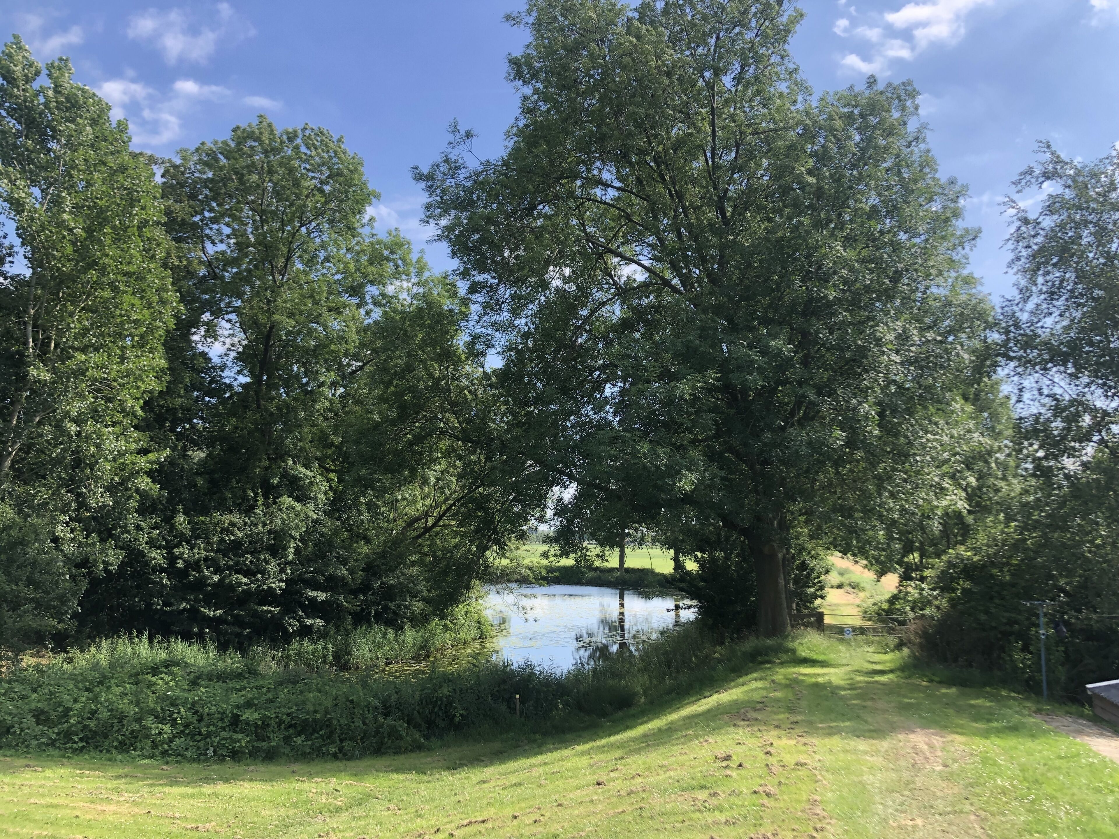 Um parque tranquilo com um lago, cercado por vegetação exuberante e árvores.