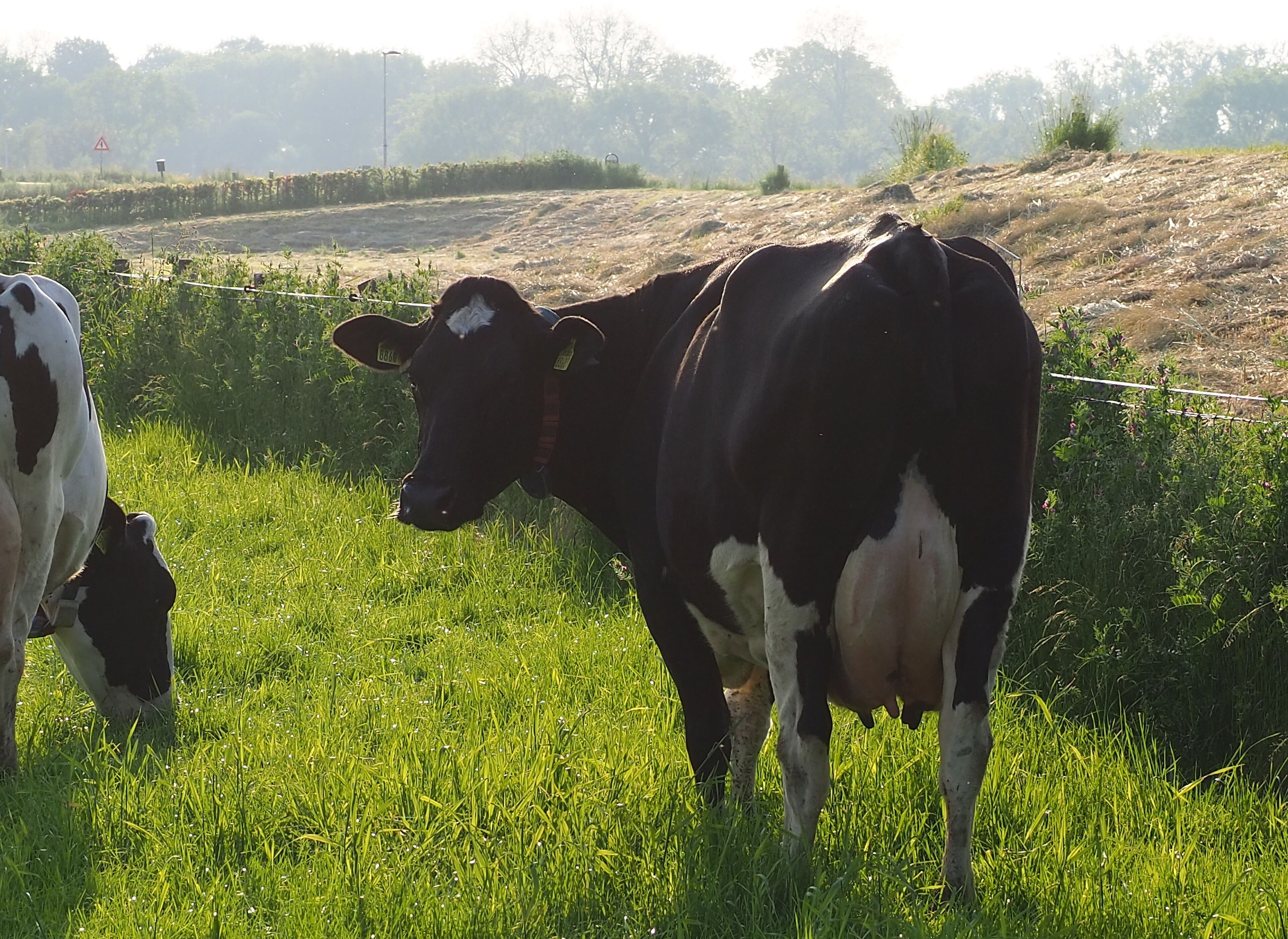 Une vache broute dans un champ herbeux, avec une clôture et des arbres en arrière-plan.