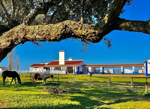 A stable with horses and a large tree overhead. - Big property close beaches comporta /Melides with cleaning service included -A/C (Grândola)