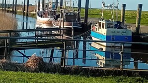 Un puerto deportivo con barcos amarrados a muelles de madera, rodeado de zonas verdes y cielos despejados.