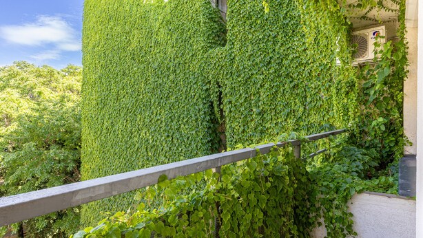 Un edificio cubierto de hiedra verde y frondosa.