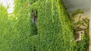 Una pared cubierta de una densa enredadera verde.