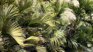 Zona de piscina con palmeras y borde de piedra.