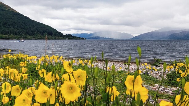Un lac avec des montagnes en arrière-plan et des fleurs jaunes au premier plan.