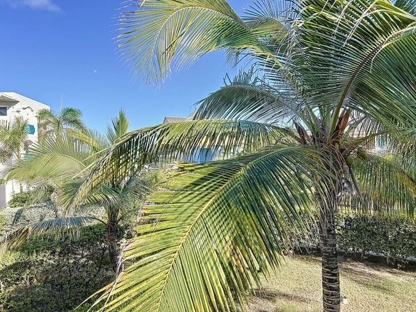 A palm tree in a garden with a building in the background.
