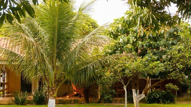 A lush garden with a palm tree, a small tree, and various shrubs. There is a building with a tiled roof in the background.