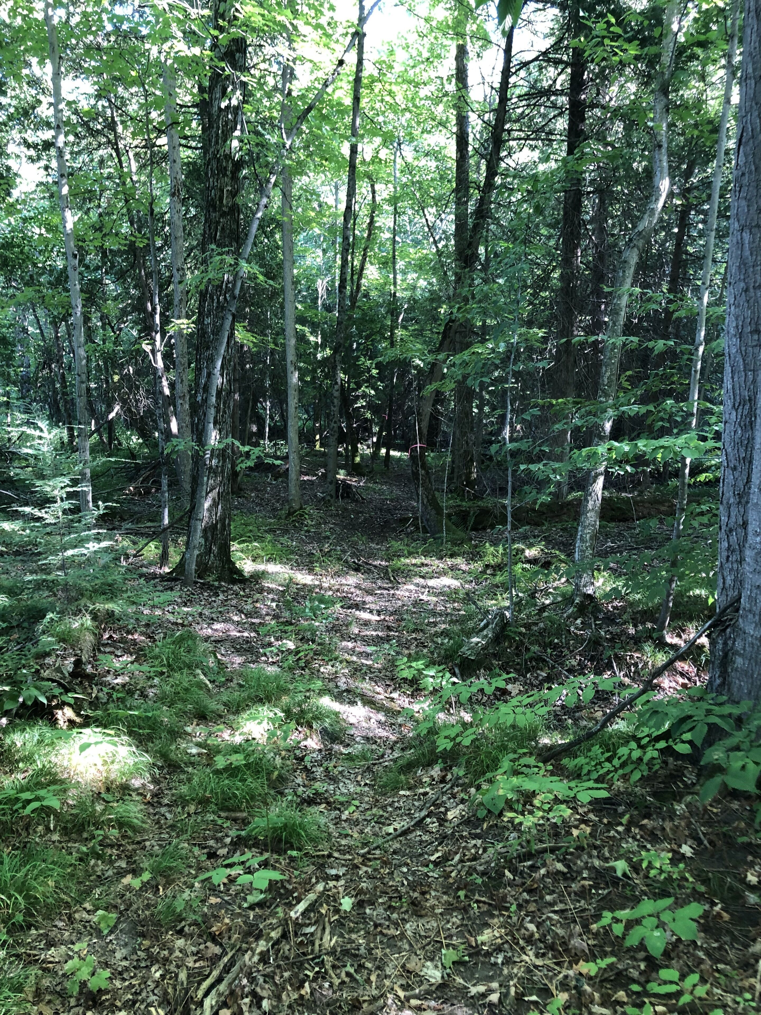 Un bosc dens amb arbres alts i un terra cobert de fulles i vegetació baixa.