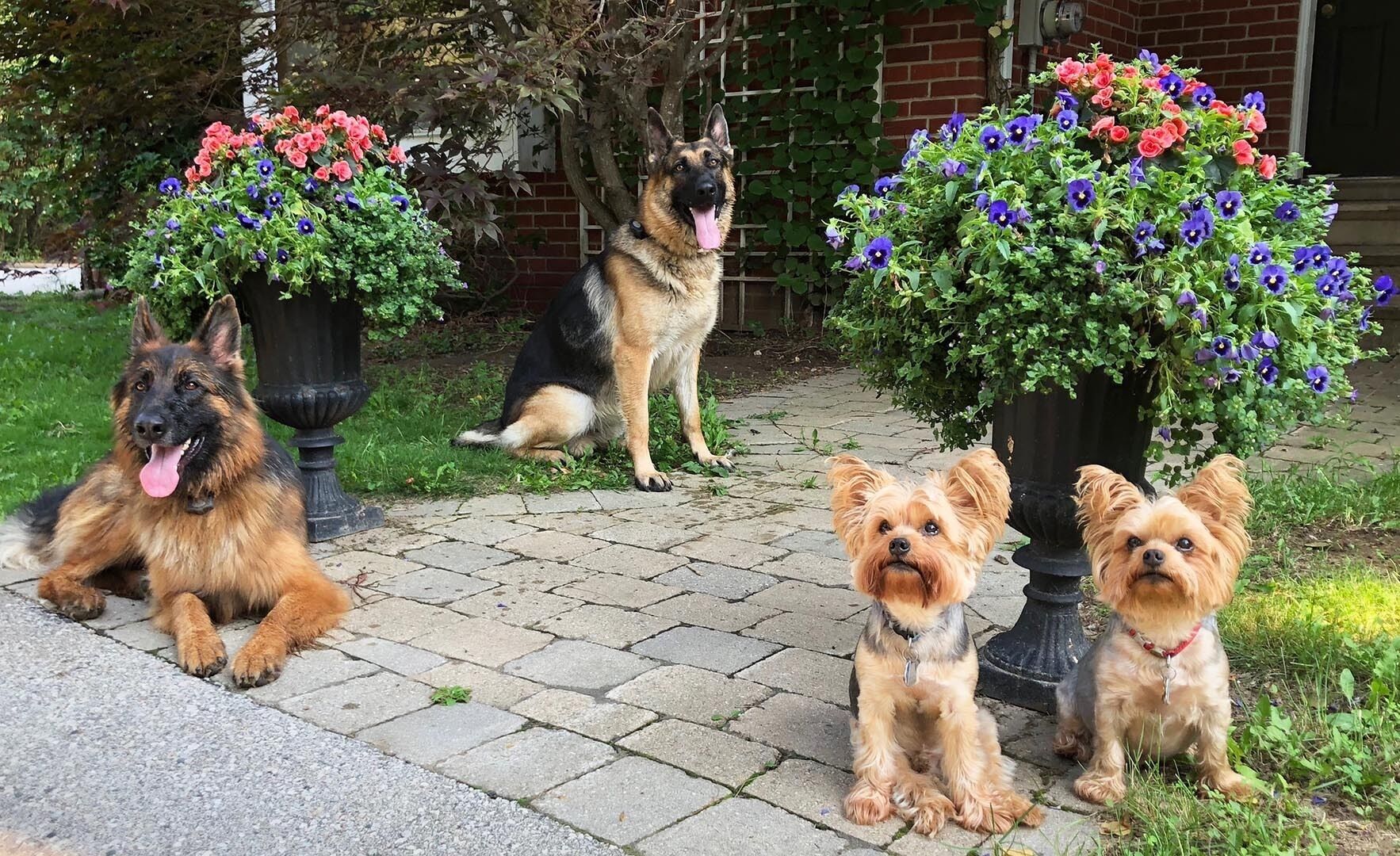 Three dogs sitting on a paved walkway with flower pots on either side.