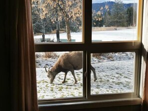 Interior - Fully Equipped 2BR Condo w/ Mountain Views & Pool (Radium Hot Springs)