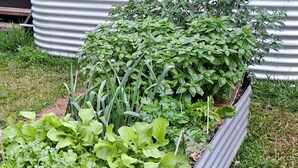 A garden with various plants and a metal structure. - Atherton Apartment with Views and Breakfast Hamper (Atherton)