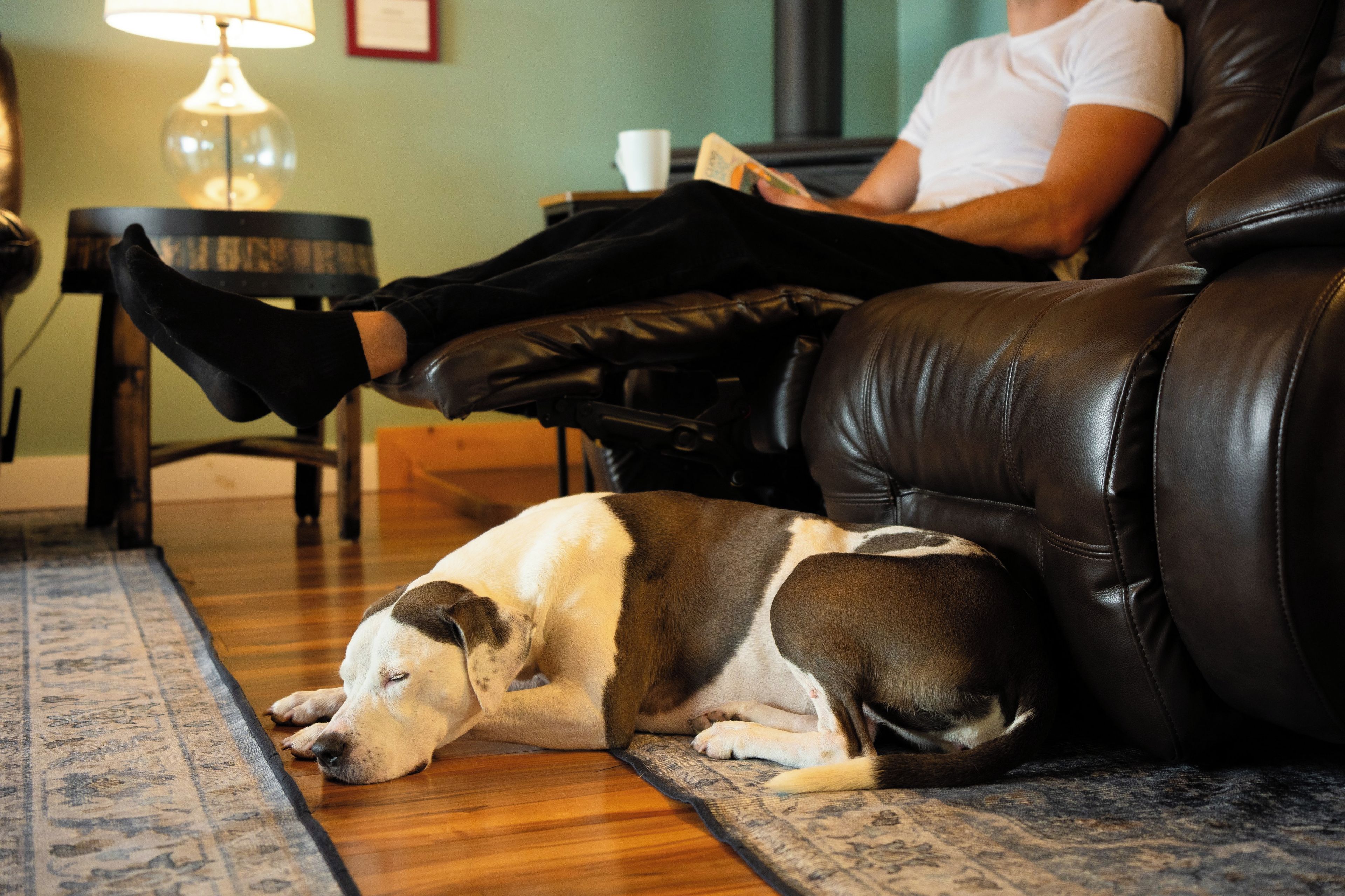 Un chien dort sur un tapis à côté d’un canapé en cuir, dans une pièce où se trouvent une lampe et un tableau encadré accroché au mur.