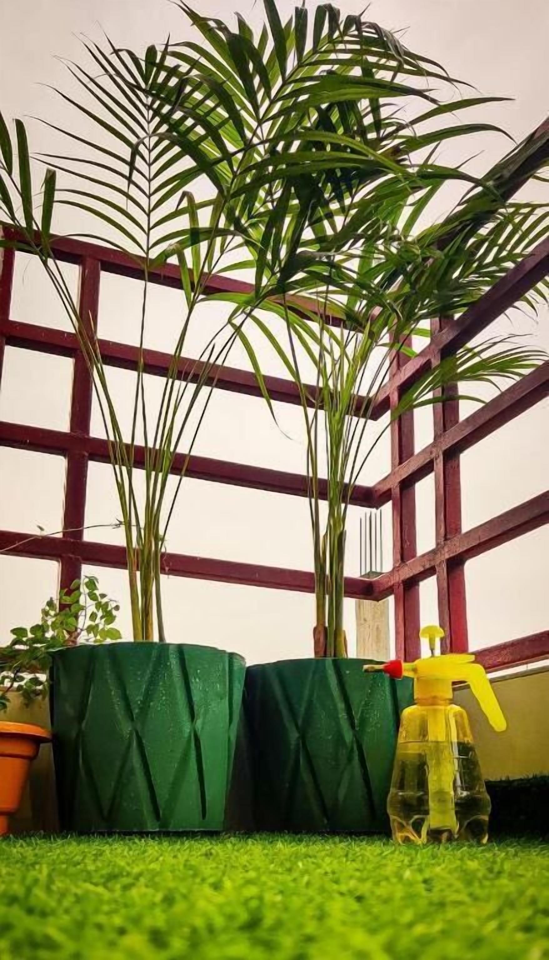 Una planta en maceta con un pulverizador amarillo a su lado.