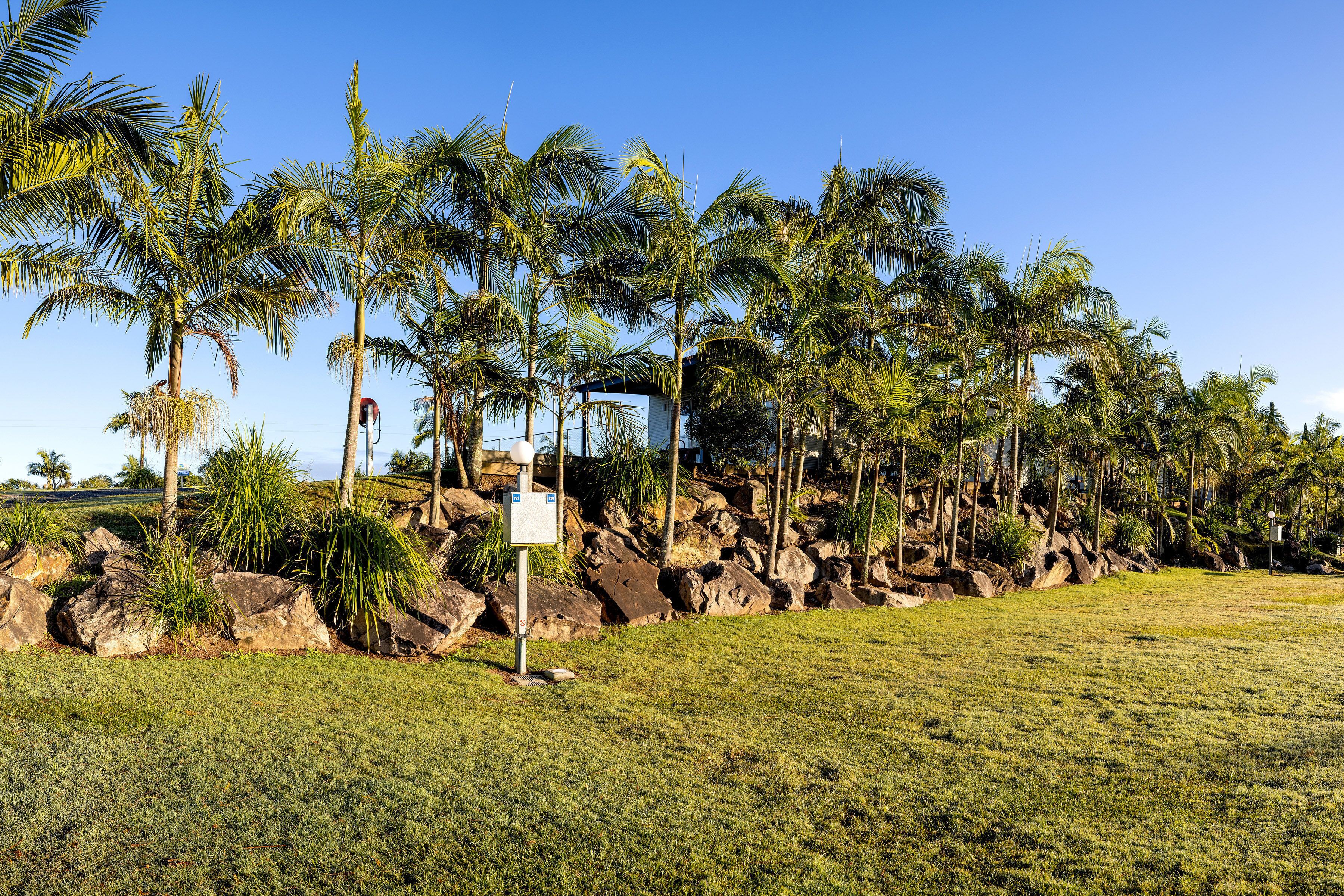 A grassy area with palm trees and rocks.