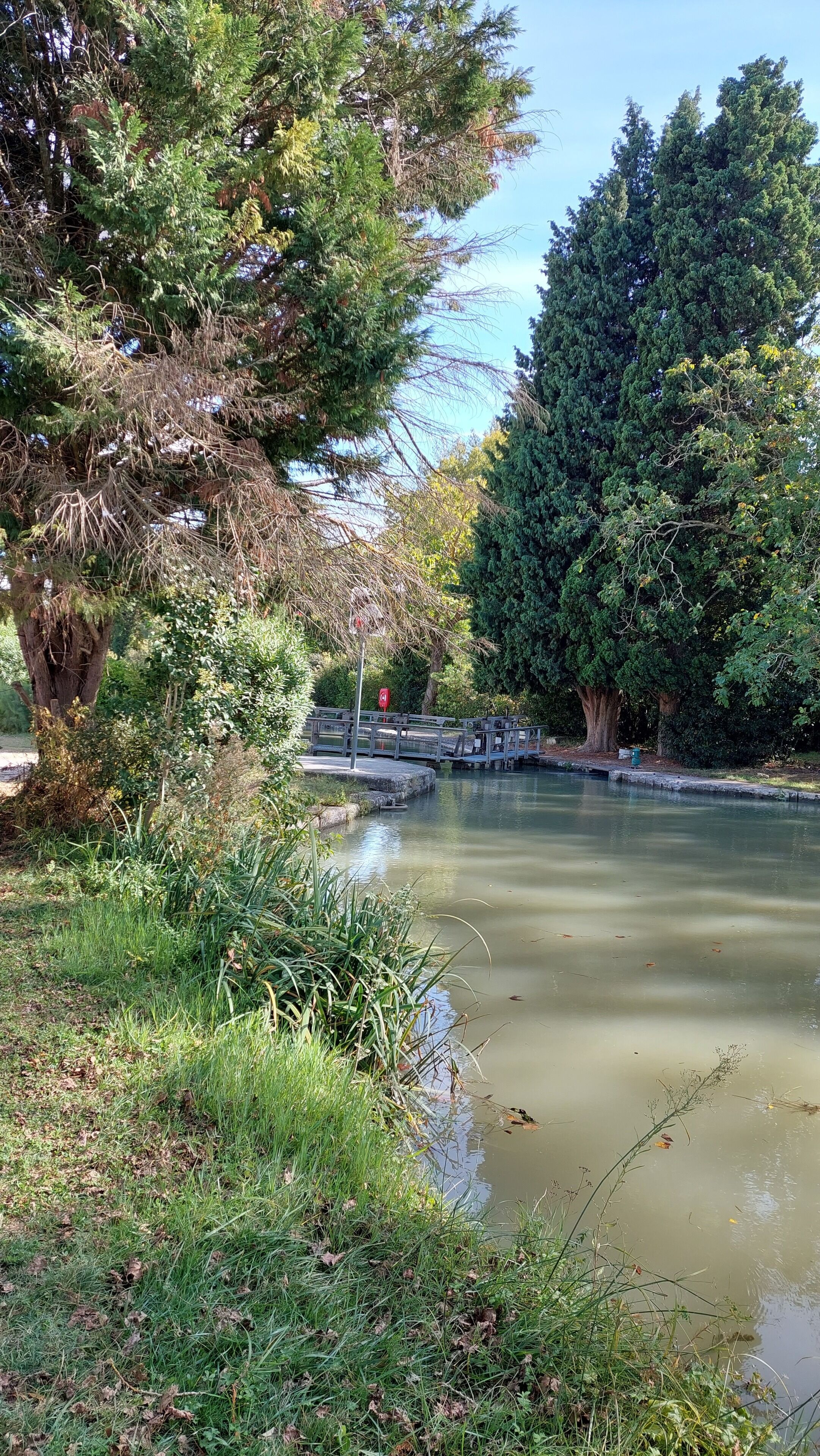 Un parque tranquilo con un estanque, abundante vegetación y un puente.