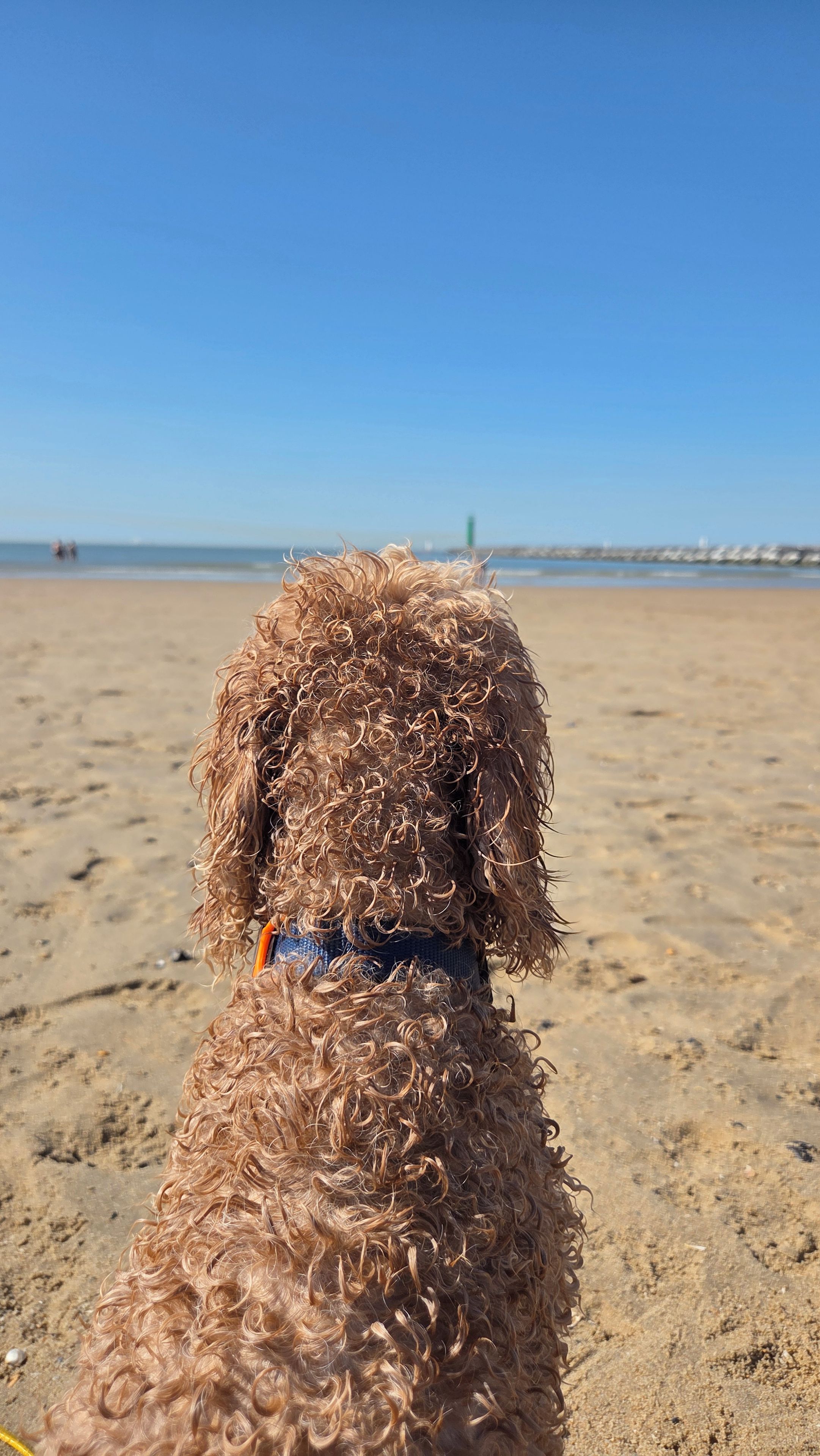A curly-haired dog on a sandy beach with a clear blue sky.