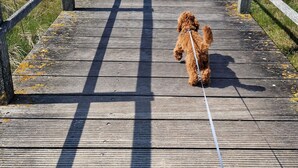 Une promenade en bois menant à une plage, où l’on voit un chien se promener.
