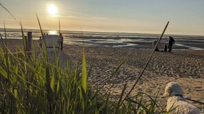 Une plage où se trouvent des personnes et un chien, avec un rivage sablonneux et un ciel dégagé.