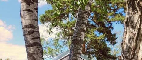 テラス / パティオ