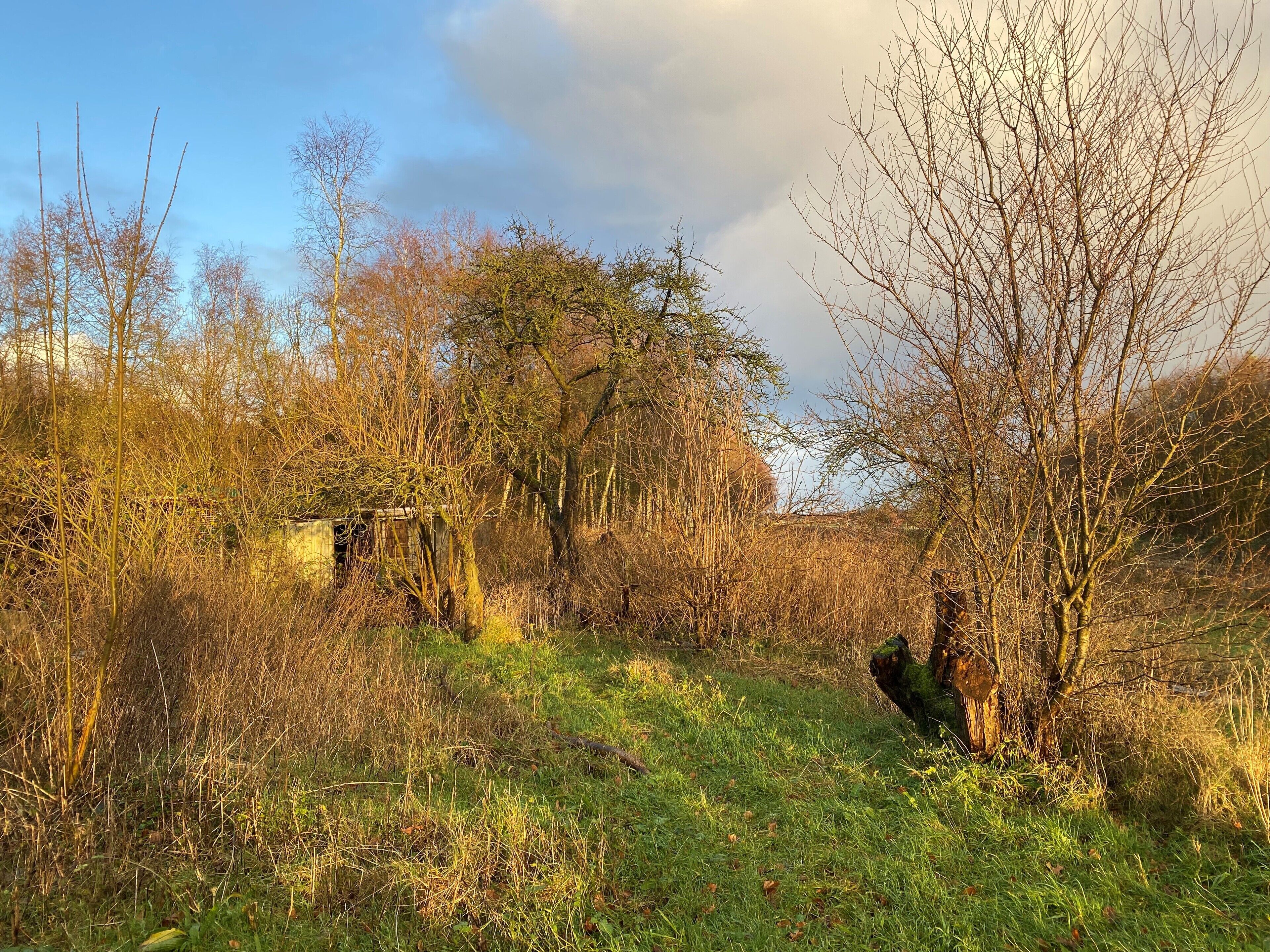 Un paesaggio naturale con alberi, una zona erbosa e una costruzione in pietra.
