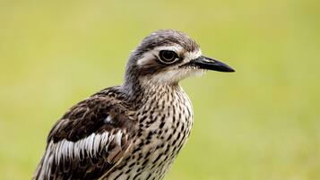 A bird with brown and white speckled feathers and a black beak.