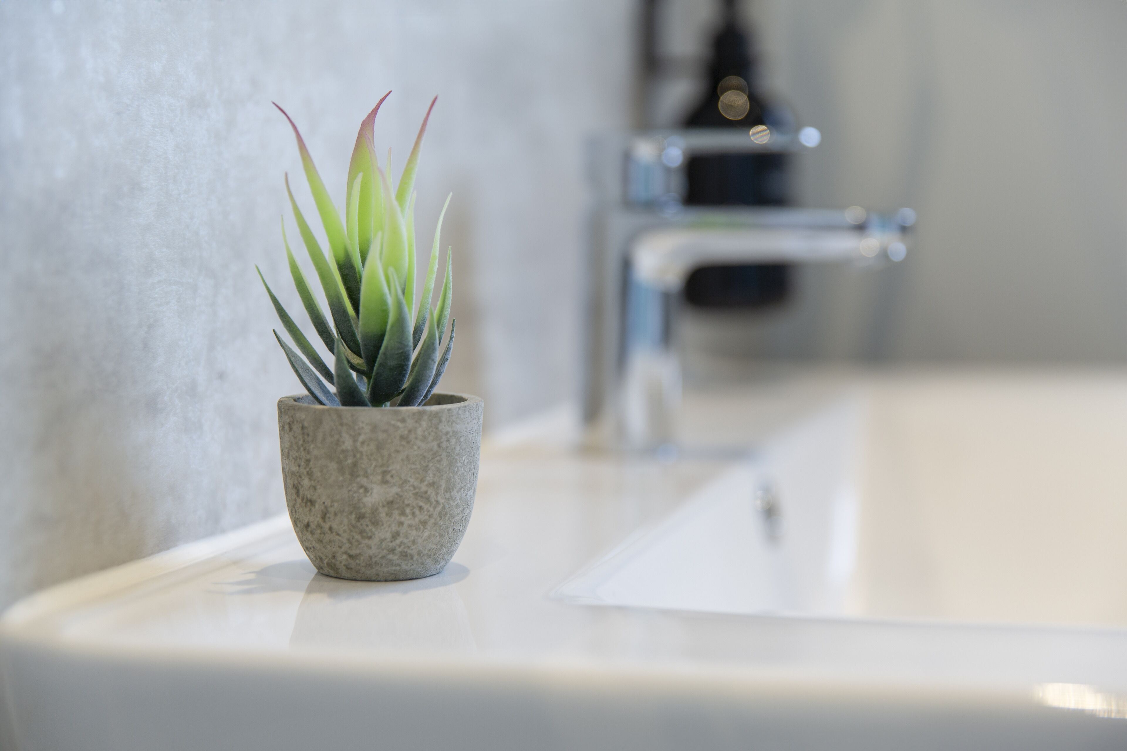 A small potted succulent on a bathroom counter.