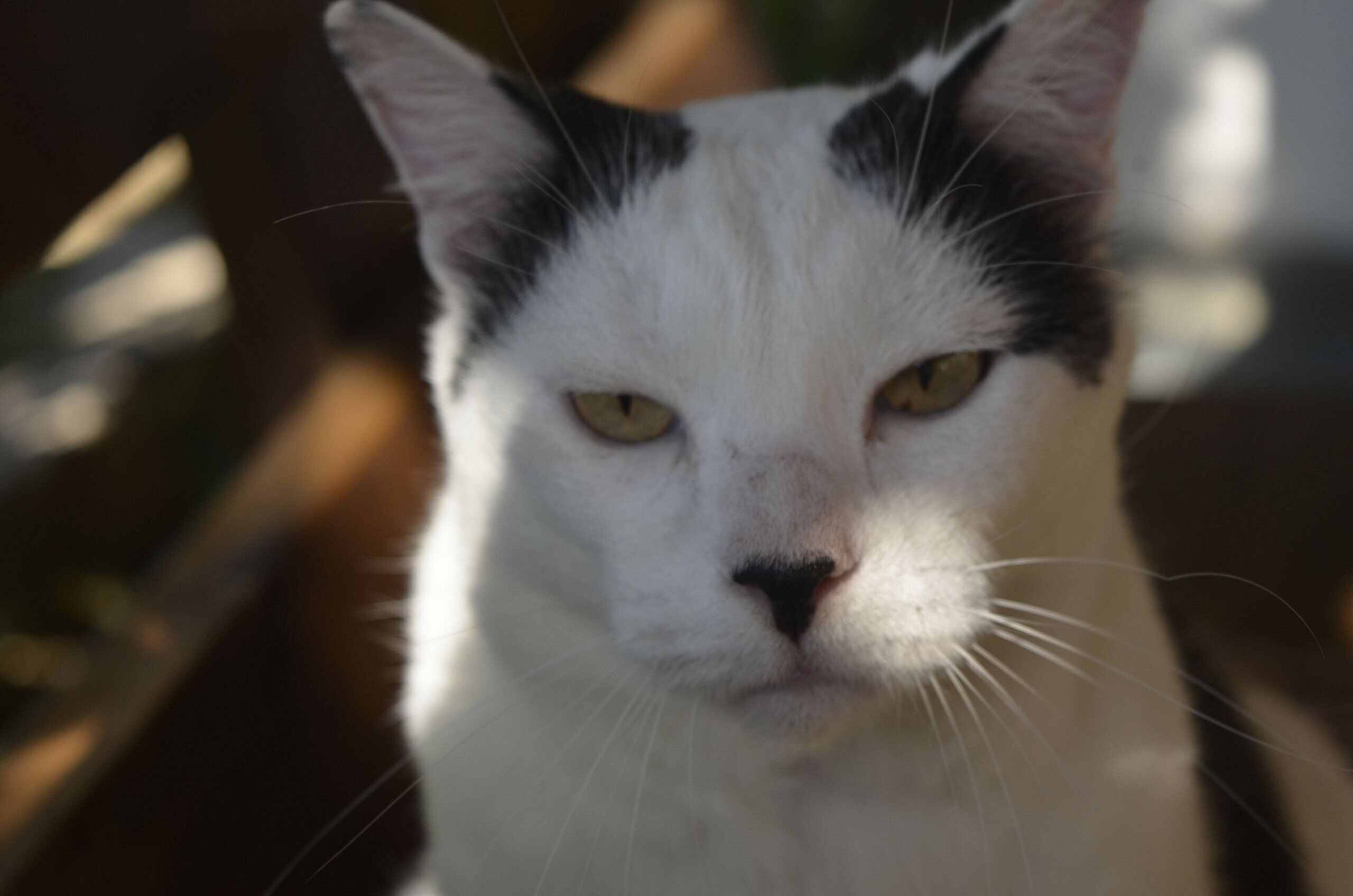 Un gros plan sur le visage d'un chat.