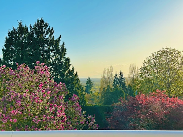A landscape with various trees and shrubs, including some with pink flowers.